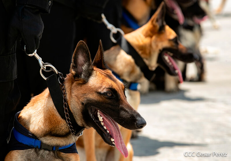 doep-tecnica-canina-curso